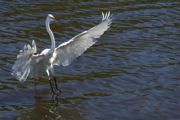 Great egret landing in the water in Florida.