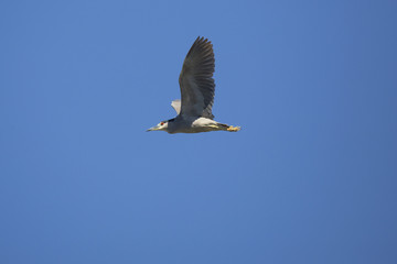 Black crowned night heron flying over swamp in Florida.