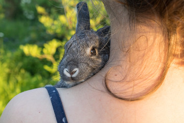 Obraz premium gray rabbit / A girl is holding a small, gray rabbit