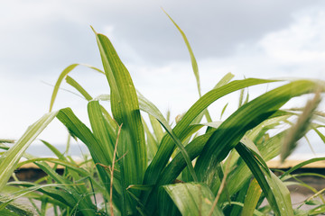 Green bush after rain against the sky