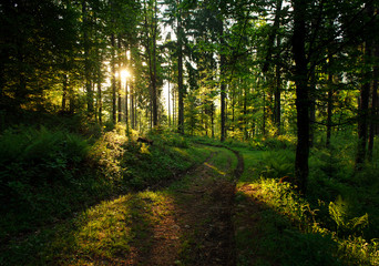 Obraz premium Road in green wild forest at sunset background