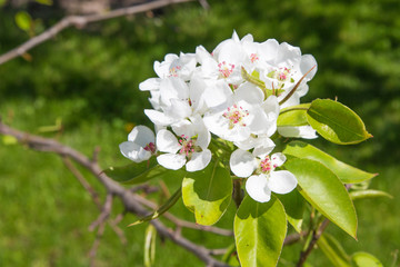 Flowers bud on the pear tree close-up against the blue sky
