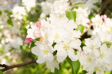 Branch of Apple blossoms