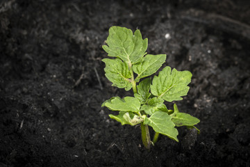 Green plant growing in dark soil