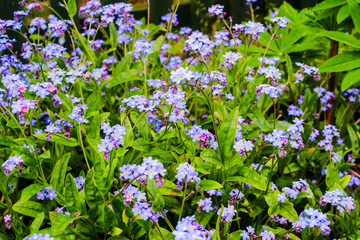 Myosotis flowers in the garden.