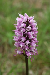 Orchis singe (Orchis simia)