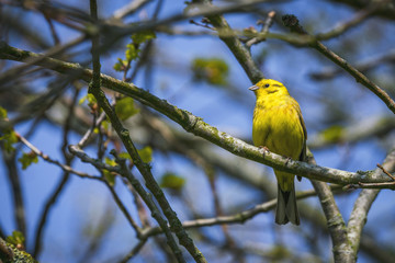 Serinus Serinus bird on a small twig