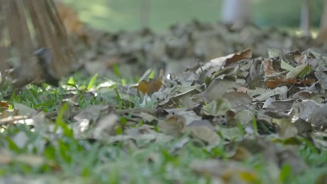 Female indian janitor in the park sweeps the leaves rakes during the day. Cleaning area from fall leaves. Slow motion