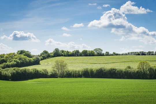 Rural green fields in the spring