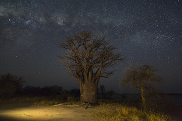Fototapeta na wymiar Baobab tree under the milky way