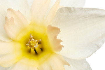 Narcissus flower photographed close-up, isolated on white background.