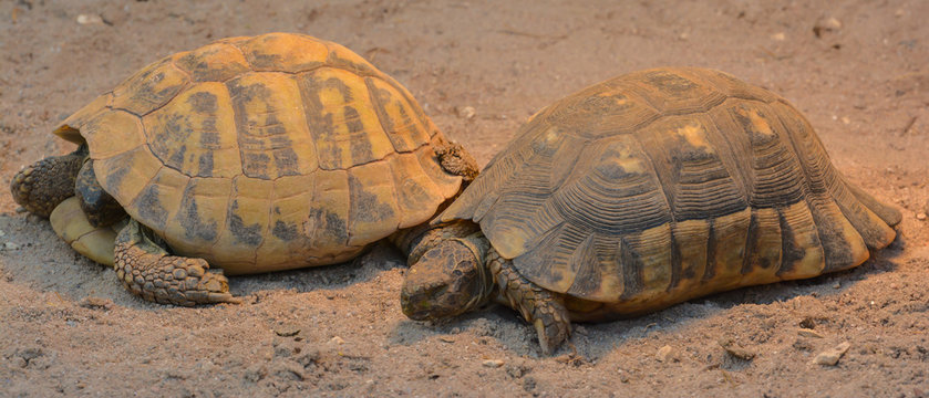 Schildkr&ouml;ten
