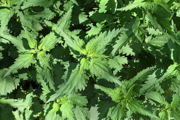 A photo image of green large-leaved plants photographed from above. Thickets of nettles are seen from above.