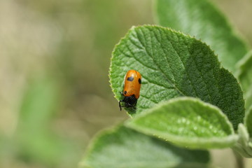 Cryptocephalus bipunctatus