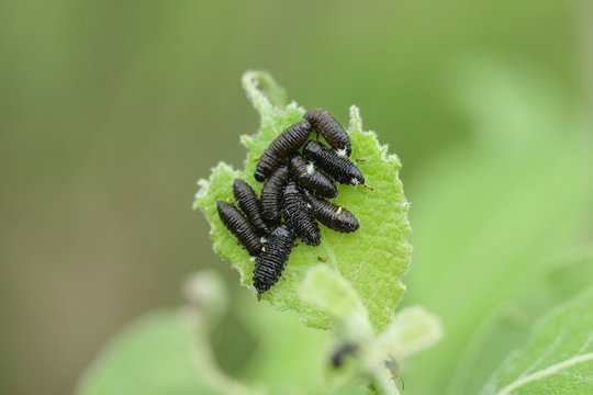 Altise (Altica spec.)