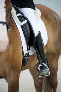 English Riding Closeup