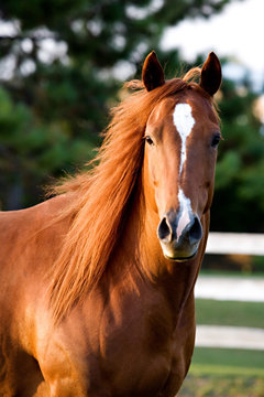 Close-up of chestnut horse