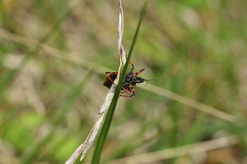 Rhynocoris annulatus