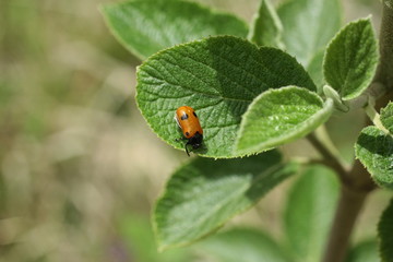 Cryptocephalus bipunctatus