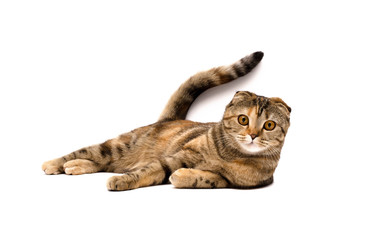 Scottish fold cat.