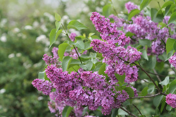 Lush flowering bush of a pink lilac as an excellent background background for a greeting card.