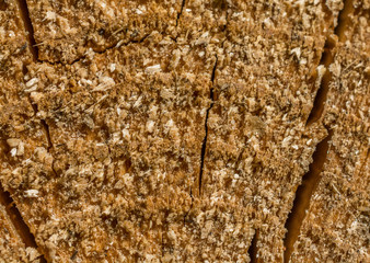 Cut wood texture