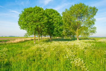 Obraz premium Row of trees along a field in spring