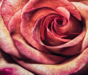 Obrazy na Szkle  Dzieła sztuki kwiatowy kolor makro kwiat portret wnętrza jednego na białym tle kolorowy różowy pomarańczowy różowy kwitnący kwiat róży ze szczegółową teksturą w stylu vintage malowania