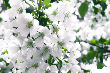 White flowers on branches of blooming apple tree.
