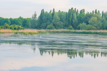 Reed along the shore of a lake in wetland in spring at sunrise