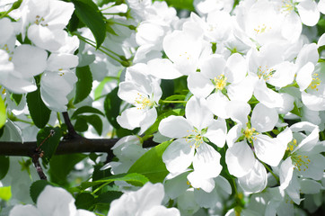 White flowers on branches of blooming apple tree.
