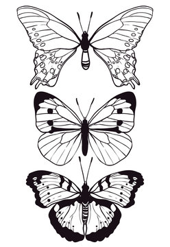 Butterflies set hand drawn