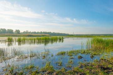 Fototapeta na wymiar Reed along the shore of a lake in wetland in spring at sunrise