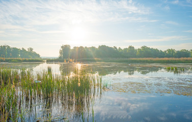 Reed along the shore of a lake in wetland in spring at sunrise