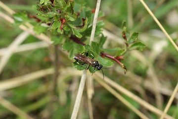 Macrophya duodecimpunctata