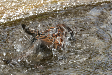 Kleiner spatz im Vogelbad