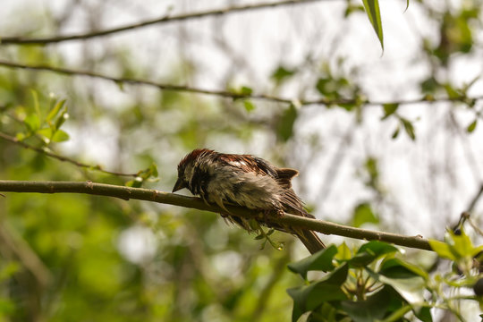 Kleiner Spatz im Geb&uuml;sch