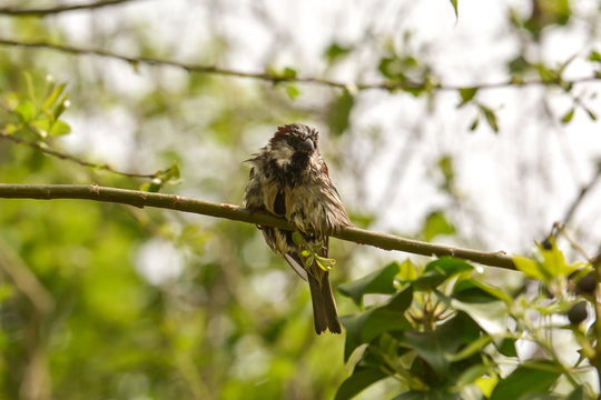 Kleiner Spatz im Geb&uuml;sch