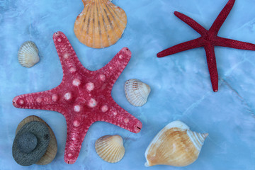 large shells and starfish on a blue background