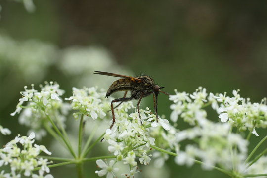 Empis opaca