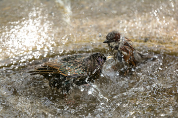Star und Spatz im Vogelbad