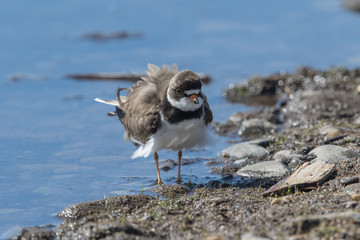Semipalmated Plover