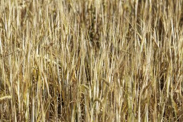 Wheat field