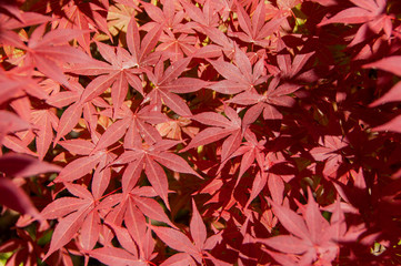The leaves of the red Japanese maple