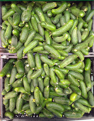Cucumbers in box. Gherkins in farmers market.