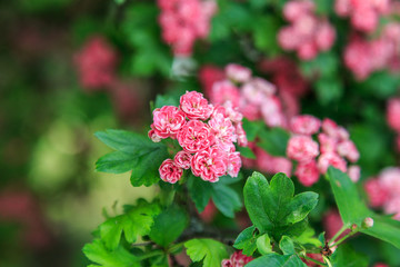 Midland Hawthorn, English (Crataegus oxyacantha/laevigata) blossom. Medical herb series.
