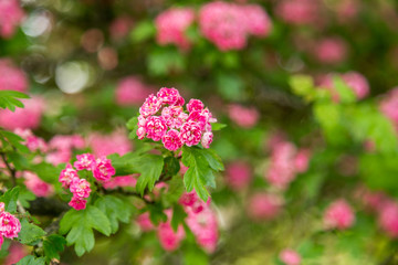 Midland Hawthorn, English (Crataegus oxyacantha/laevigata) blossom. Medical herb series.
