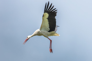 storch im landeanflug