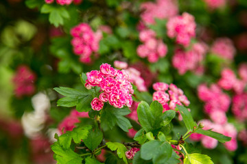 Midland Hawthorn, English (Crataegus oxyacantha/laevigata) blossom. Medical herb series.
