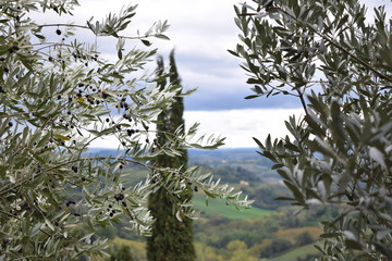 Tree branches in Italy